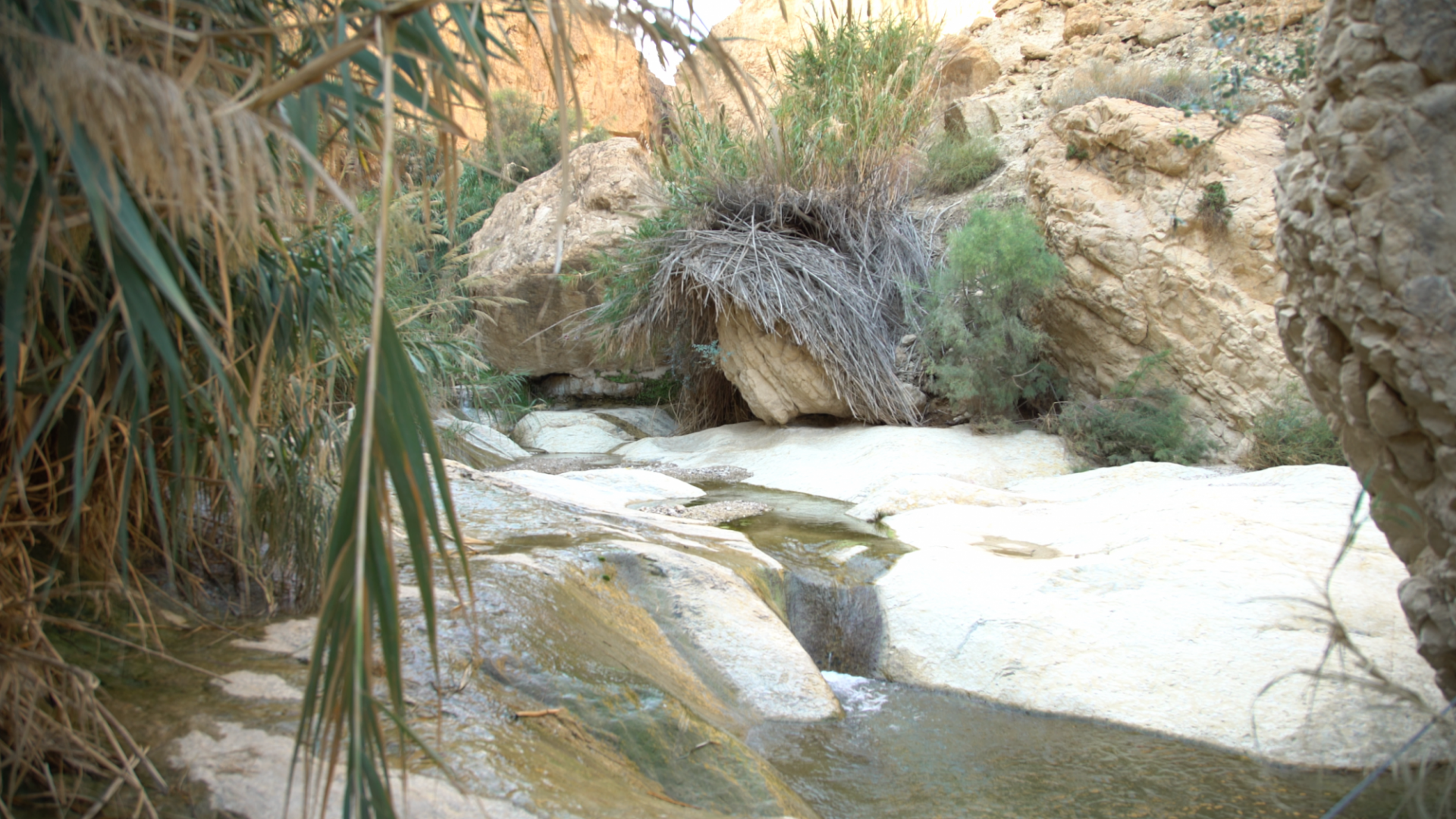 Ein Gedi - 2015